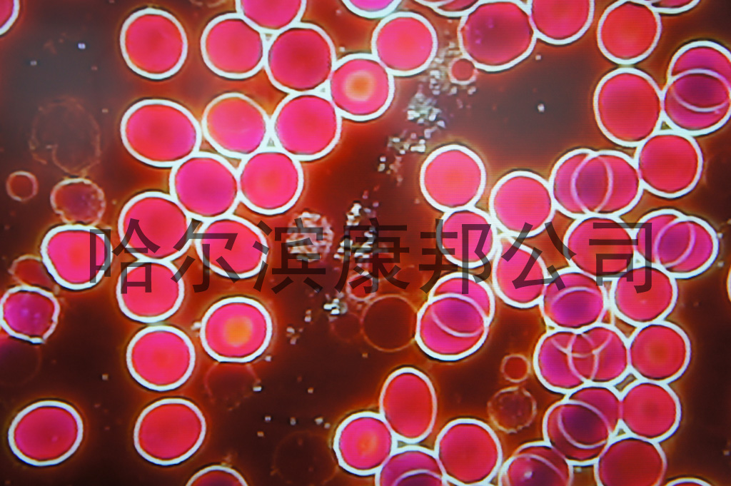 һѪzy(c)x,һѪzy(c),һѪ,ڱһѪzy(c)x,