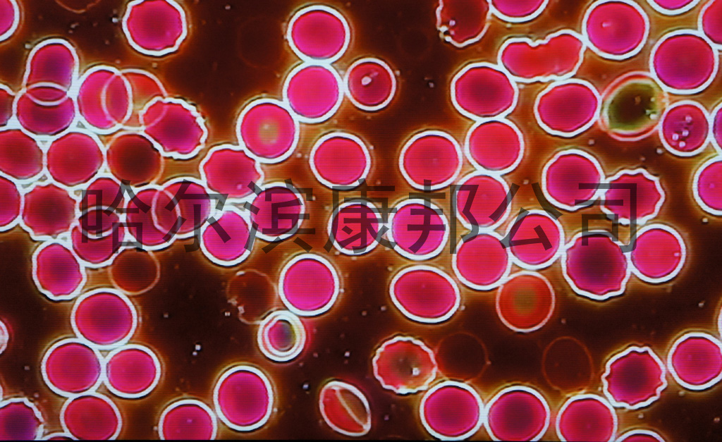һѪzy(c)x,һѪzy(c),һѪ,ڱһѪzy(c)x,ڱ,
